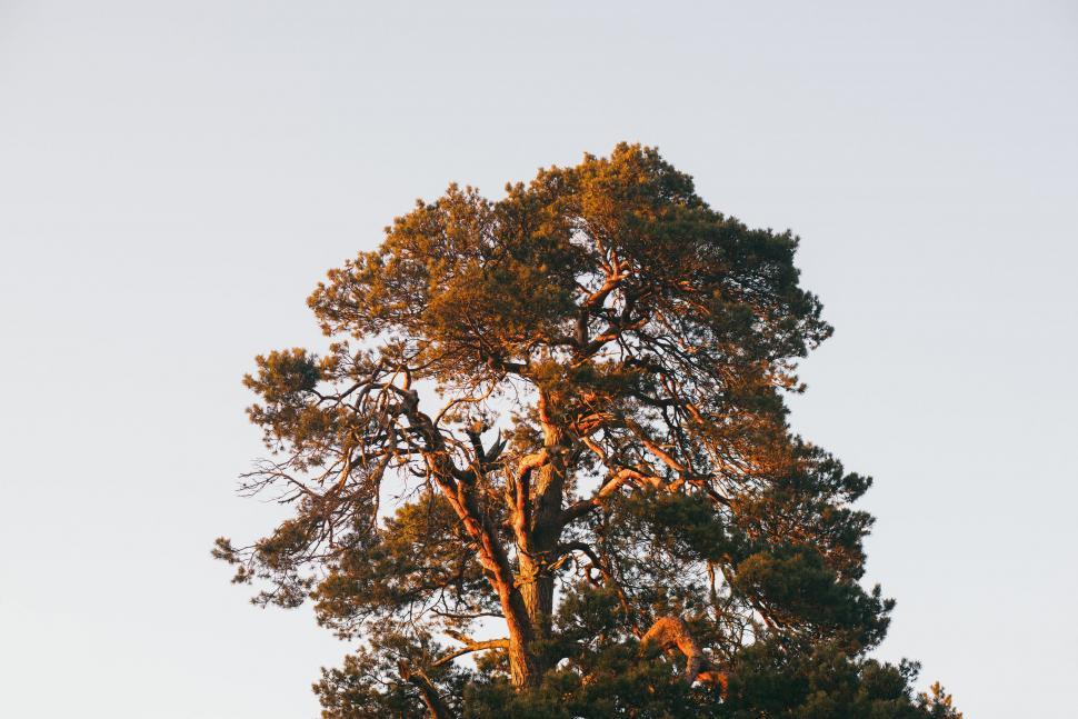 Free Image of Big Tree and Sky  