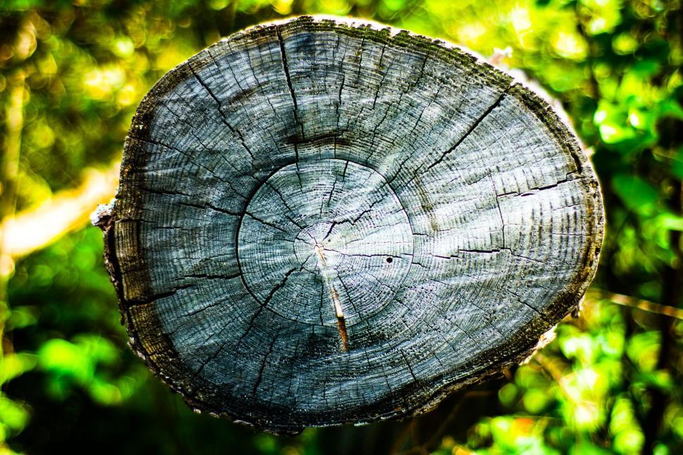 Free Image of Tree Stump  