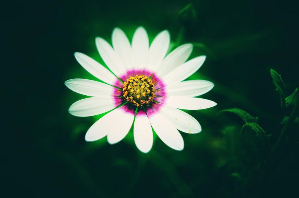 Free Image of Glowing Flower  