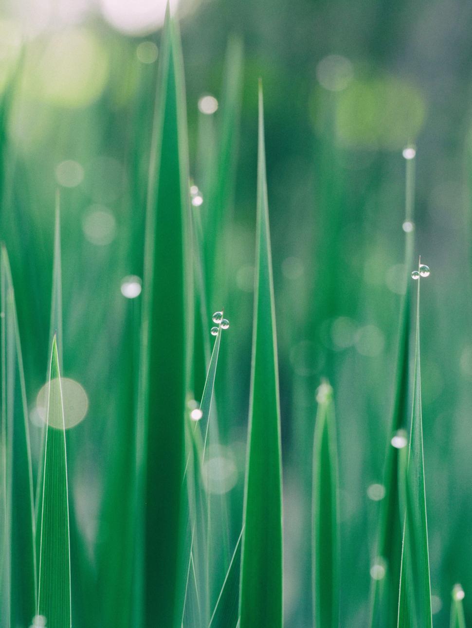 Free Image of Dew and Grass  