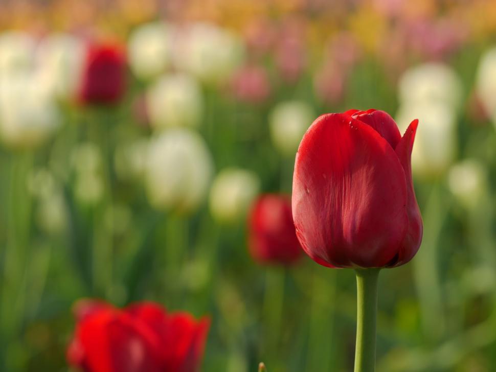 Free Image of Single Red Tulip Flower  