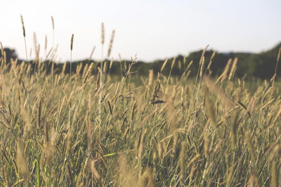 Free Image of Wheat Field and Sky  