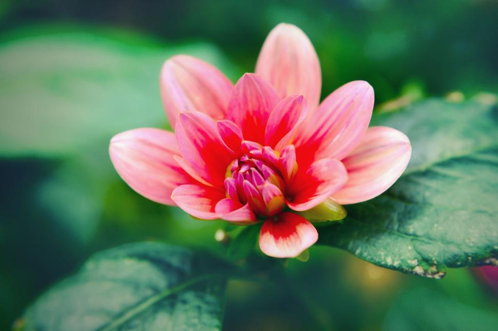Free Image of Blooming Pink Flower with green leaves  