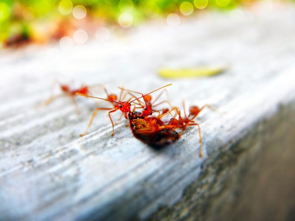 Free Image of Red Ants  