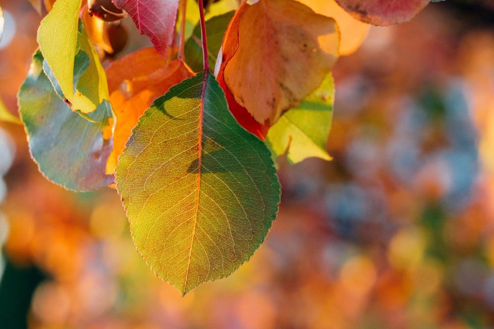Free Image of Autumn Leaves and Bokeh Lights  