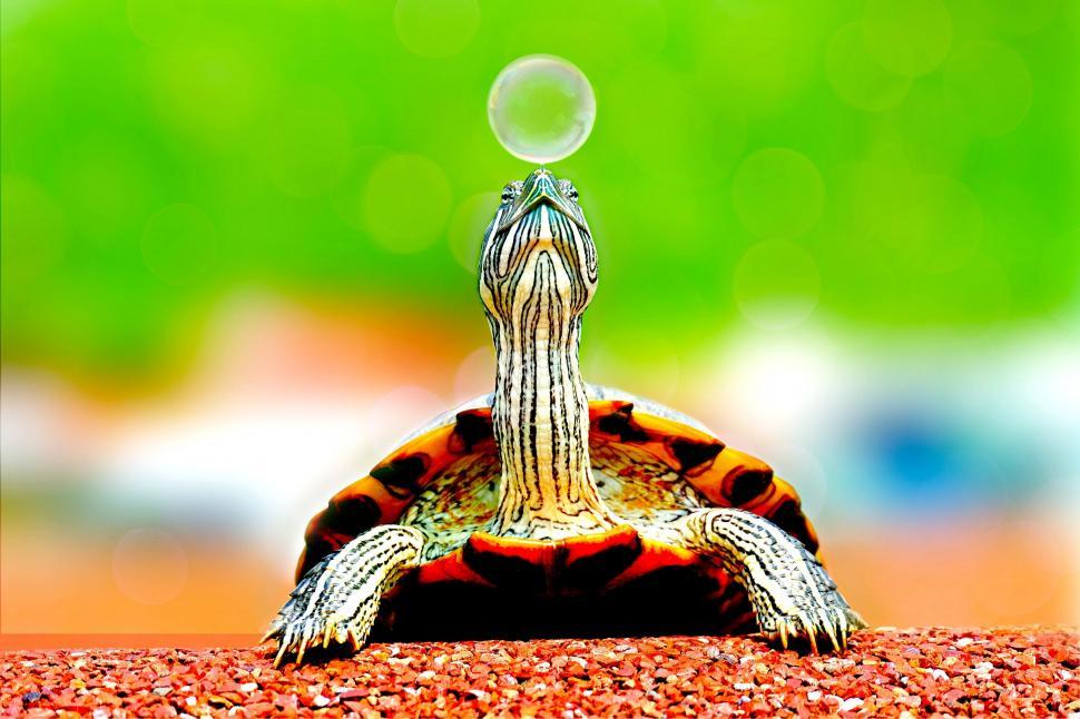 Free Image of Turtle and Bubble  