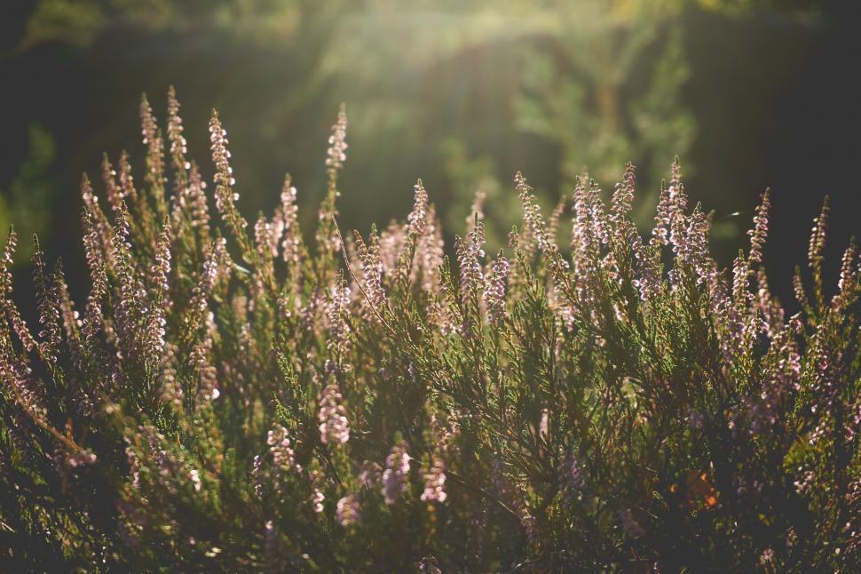 Free Image of Lavender Flowers in the sunlight  