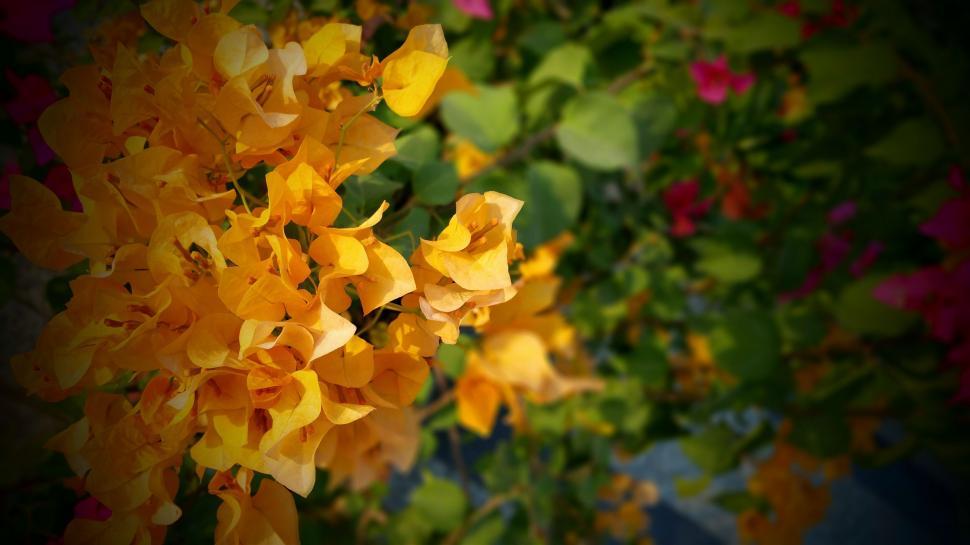 Free Image of Bougainvillea flowers 