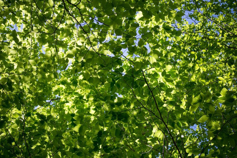 Free Image of Green Leaves on tree  