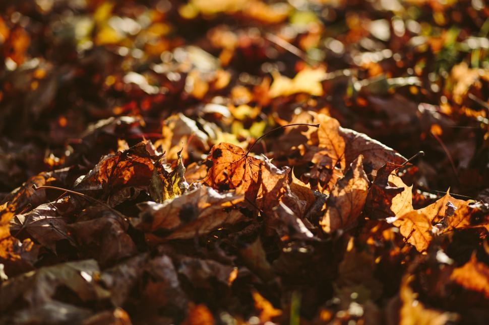 Free Image of Autumn leaves in forest  
