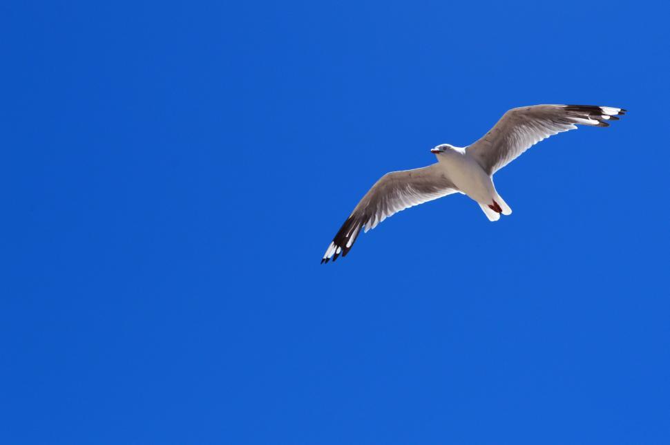 Free Image of Seagull against blue sky 