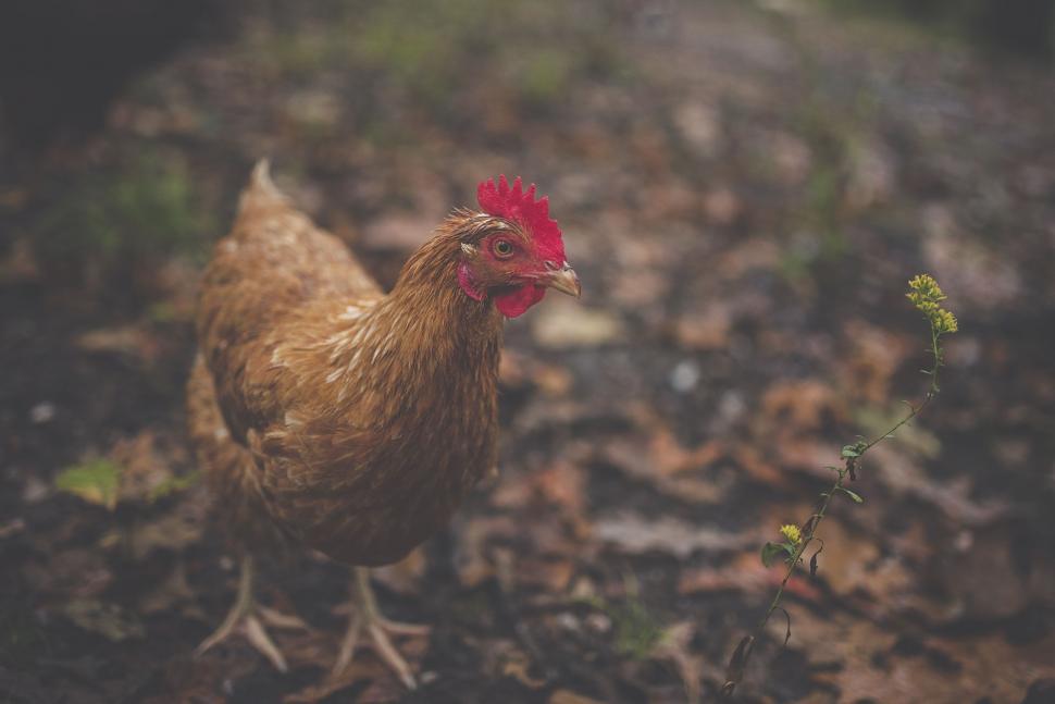 Free Image of Brown Hen in the farm  