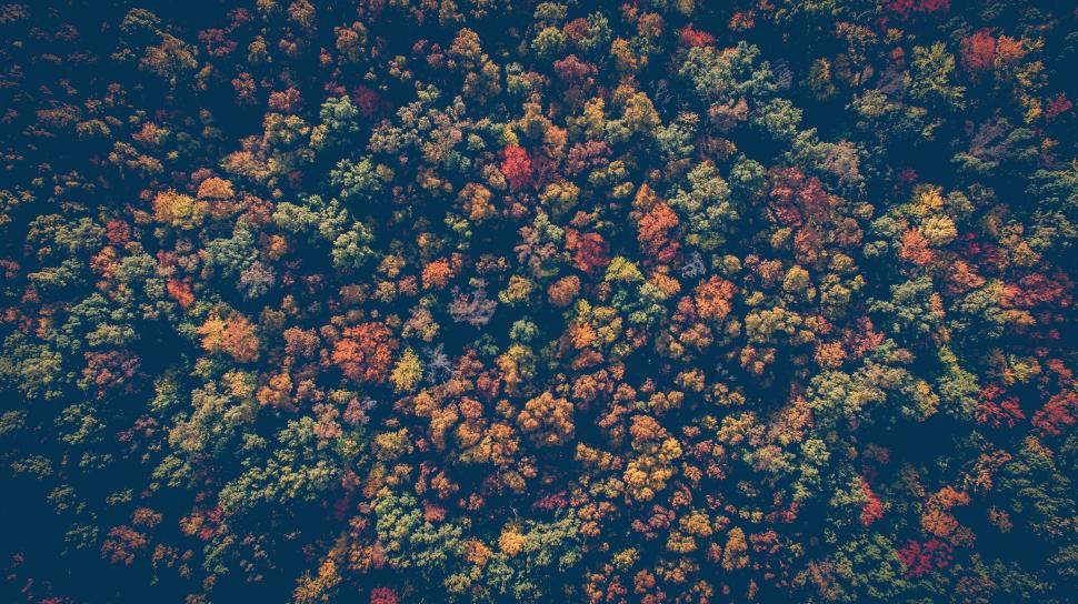 Free Image of Aerial View of Autumn Forest  