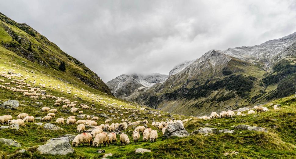 Free Image of Group of Sheep and mountains with cloudy sky  