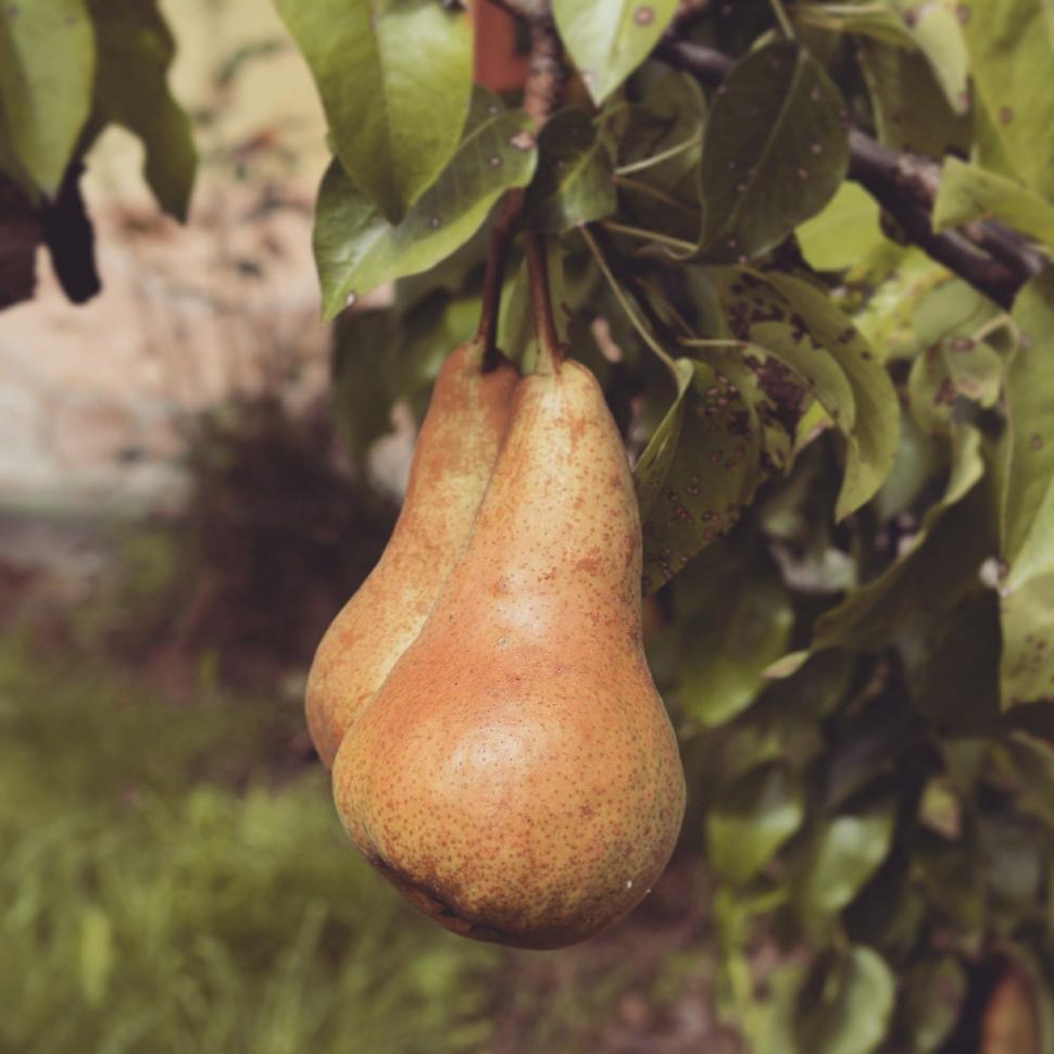Free Image of Pears on tree  