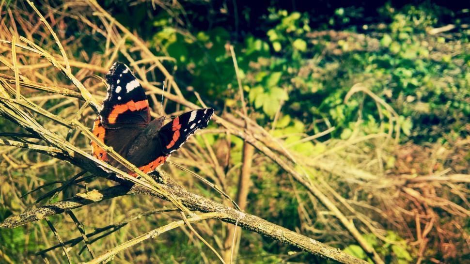 Free Image of Orange and black butterfly  