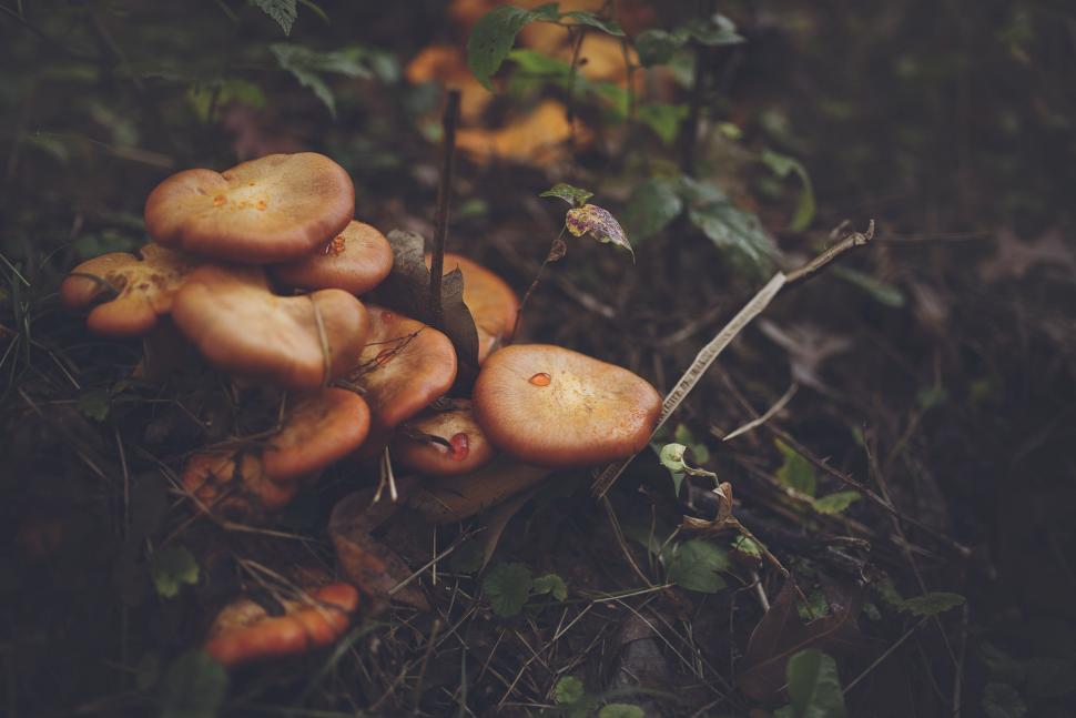 Free Image of Wild Mushrooms  