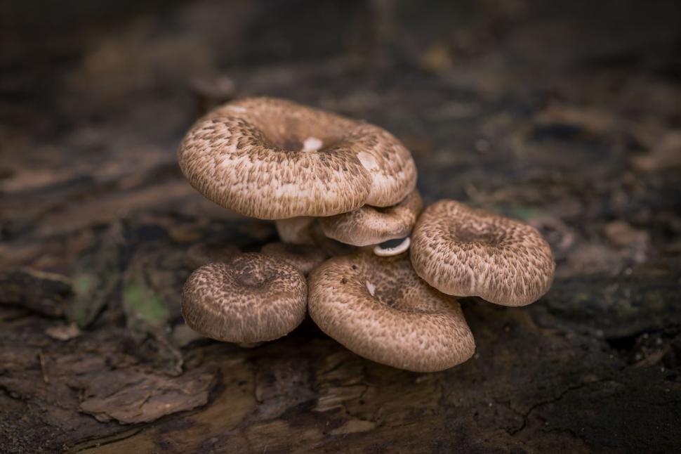 Free Image of Mushrooms in the forest  