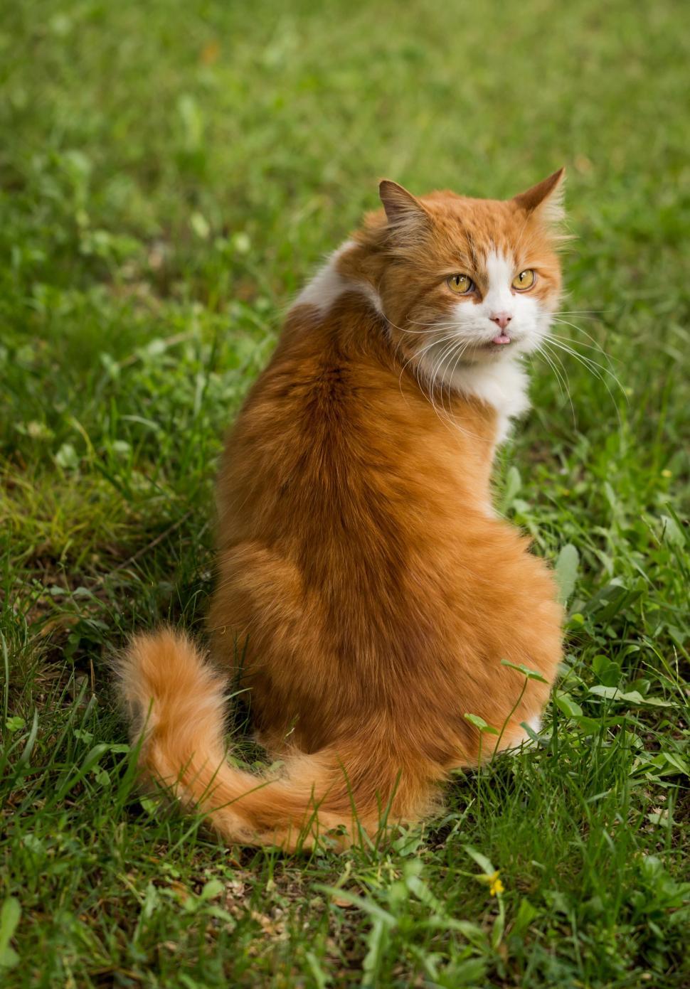 Free Image of Ginger cat 