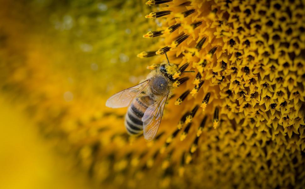Free Image of Bee and Sunflower  