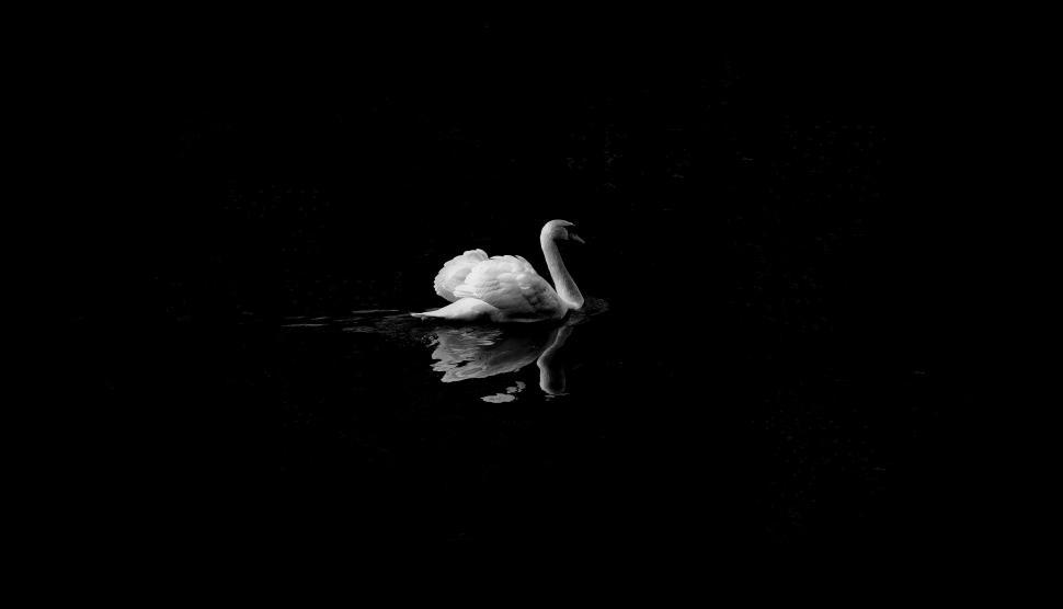 Free Image of White Swan and black background  