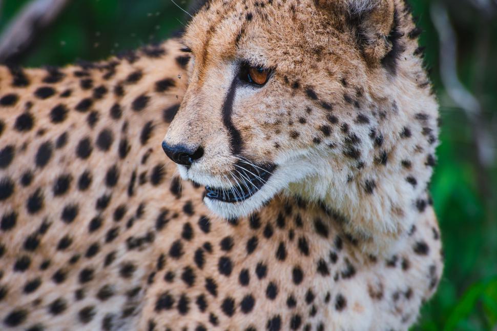 Free Image of Side view of Leopard Head 