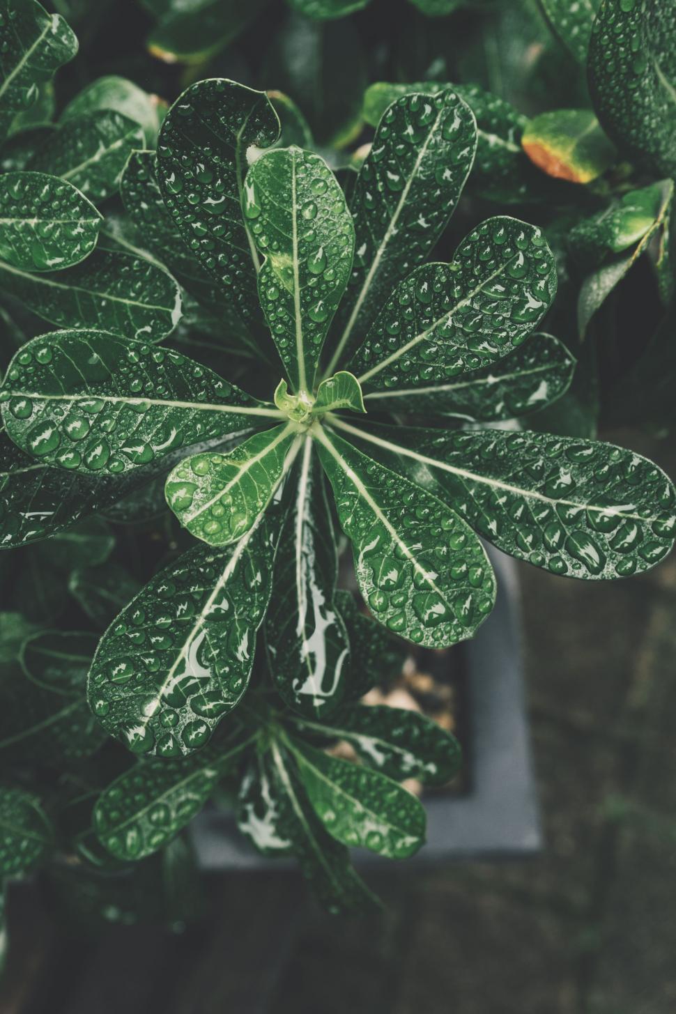 Free Image of Water Drops on Leaves  