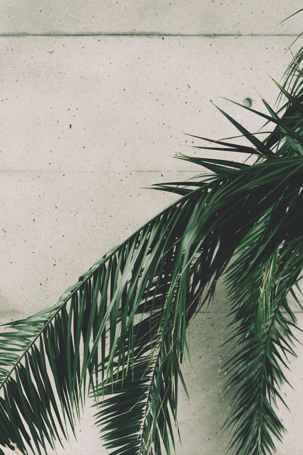 Free Image of Palm Leaves  