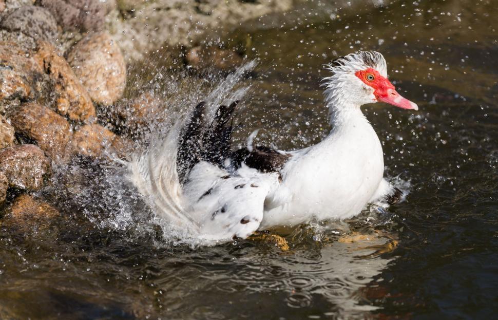 Free Image of Duck and Water Splash  