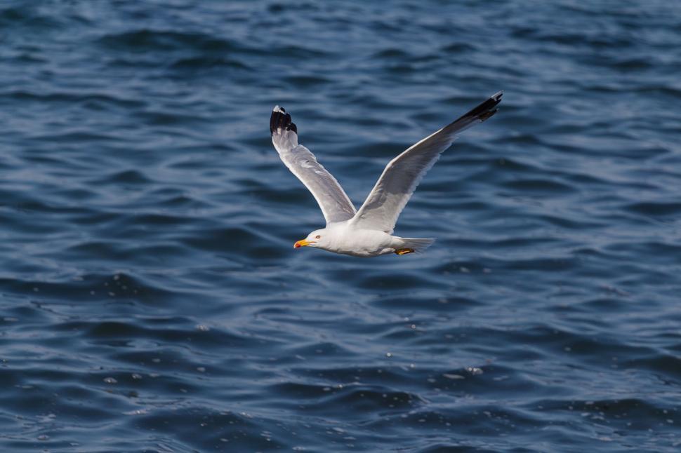 Free Image of Seagull and Ocean  