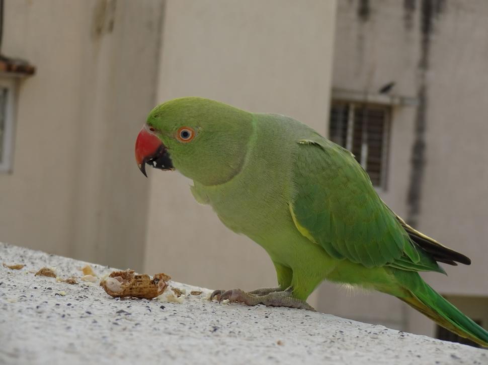 Free Image of Green Parrot  