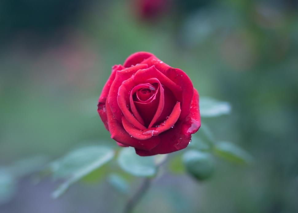Free Image of Single Red Rose 