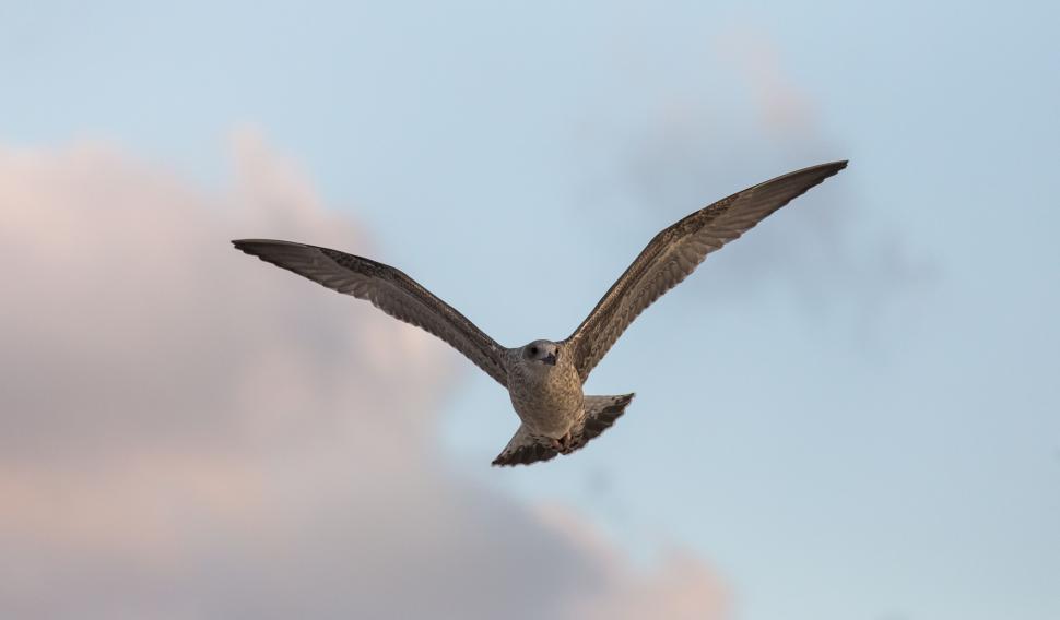 Free Image of Herring gull  