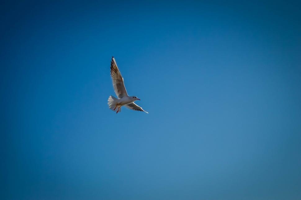Free Image of Seagull  