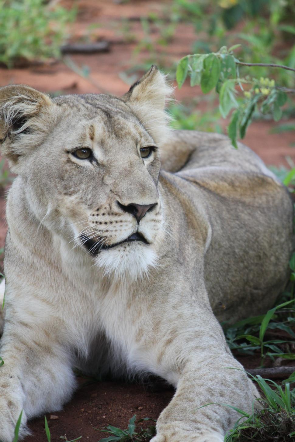Free Image of Lioness  