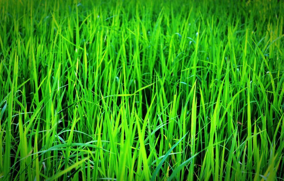 Free Image of Dark Green Grass 