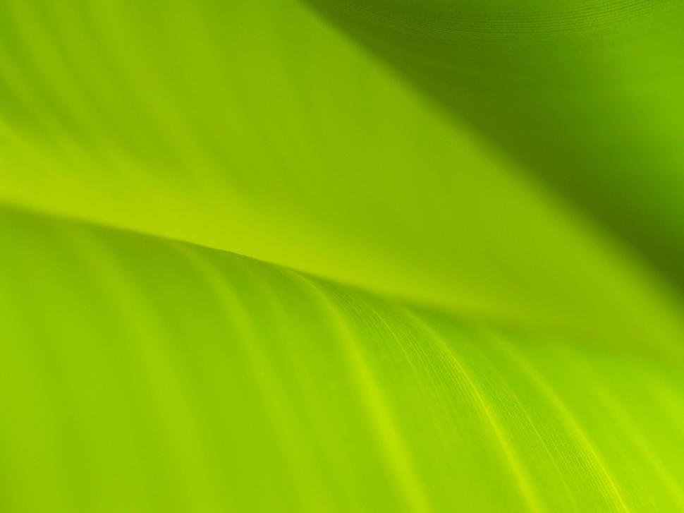Free Image of Banana Leaf - Background  