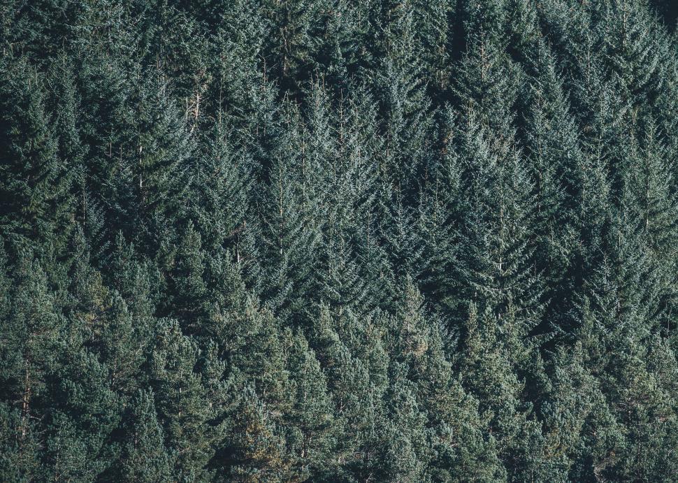 Free Image of Fir Trees - Background 