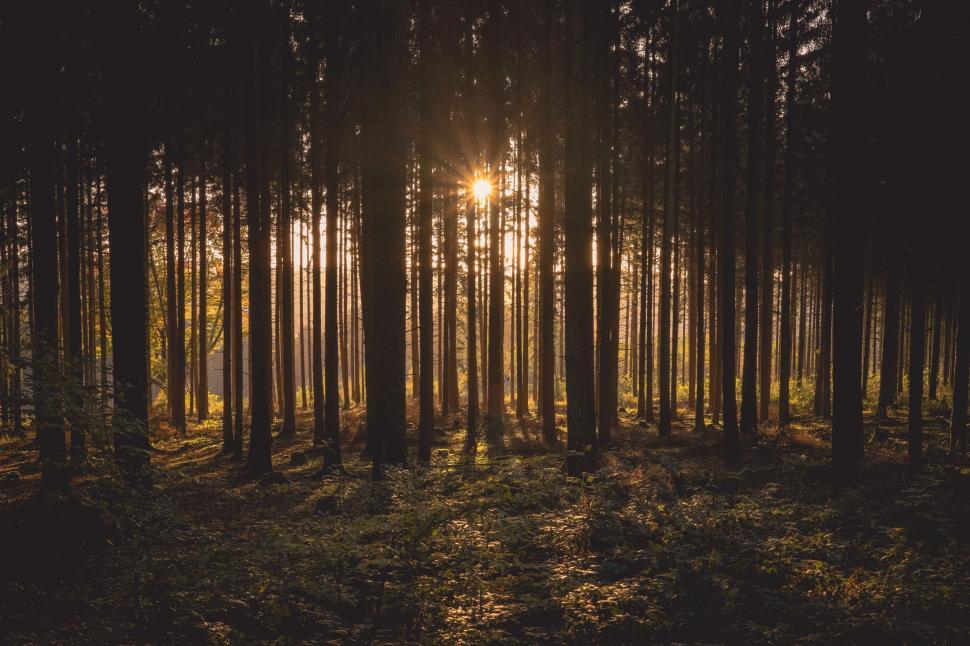 Free Image of Sunlight and Trees  