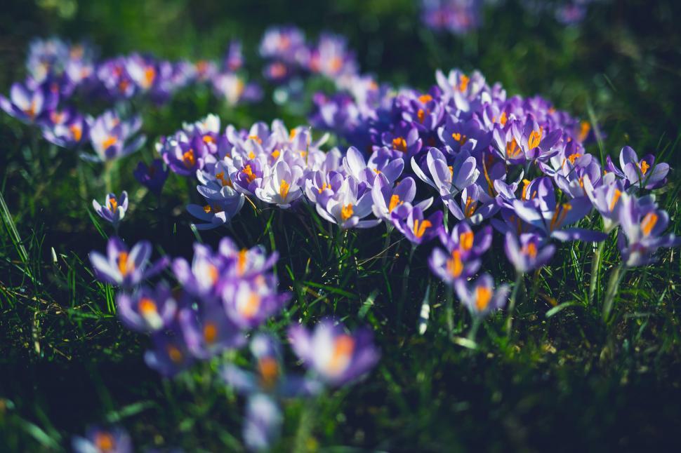 Free Image of Saffron Flower Field  
