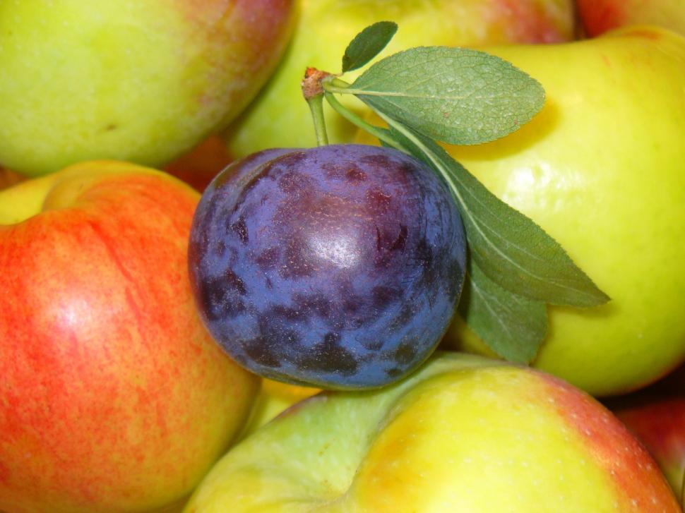 Free Image of Plum and apples  