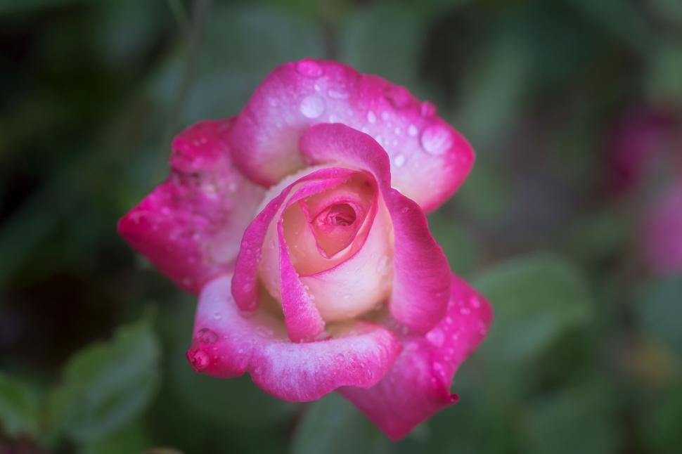 Free Image of Pink white rose  