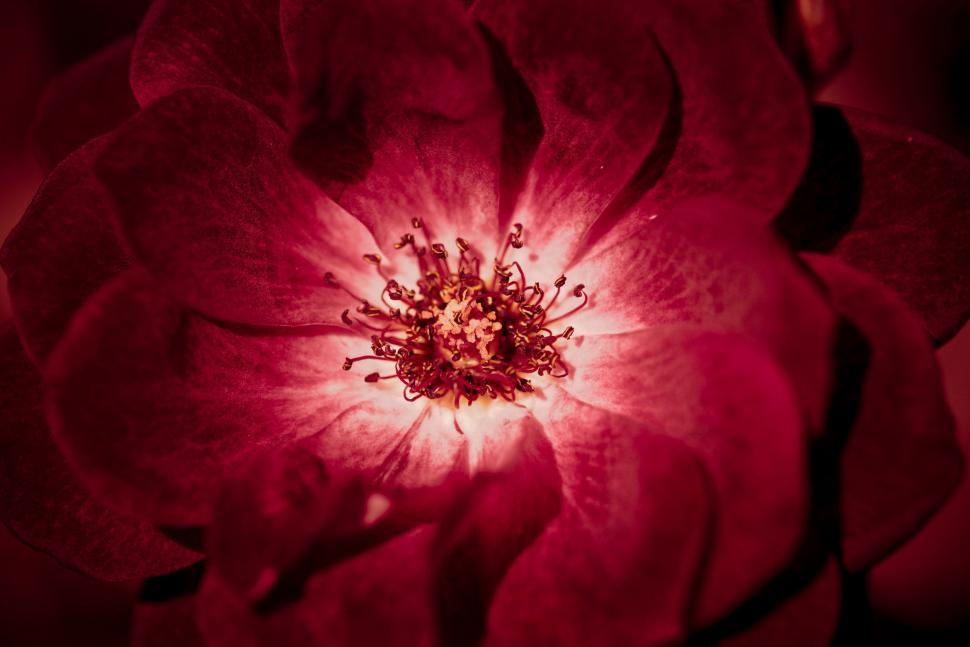 Free Image of Red Flower - Macro Photography 