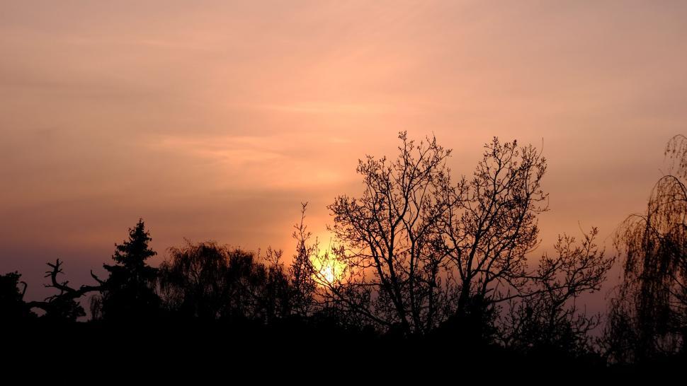 Free Image of Trees and Sunset  