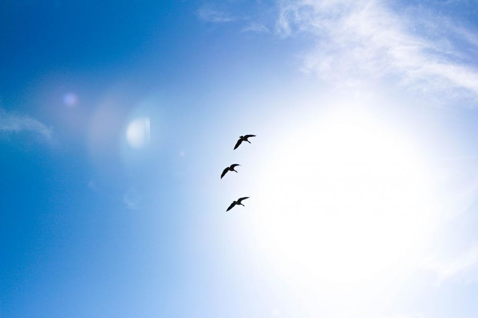 Free Image of Birds in Sky  
