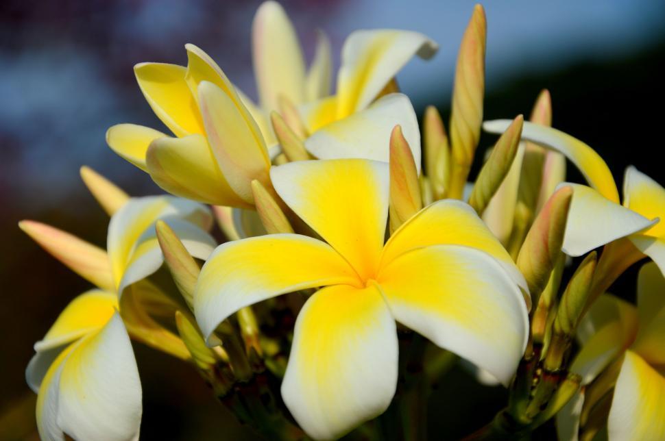 Free Image of Yellow White Flowers  
