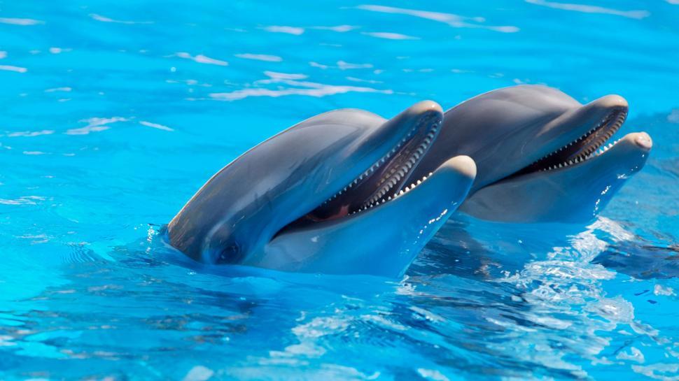 Free Image of Dolphins in pool  