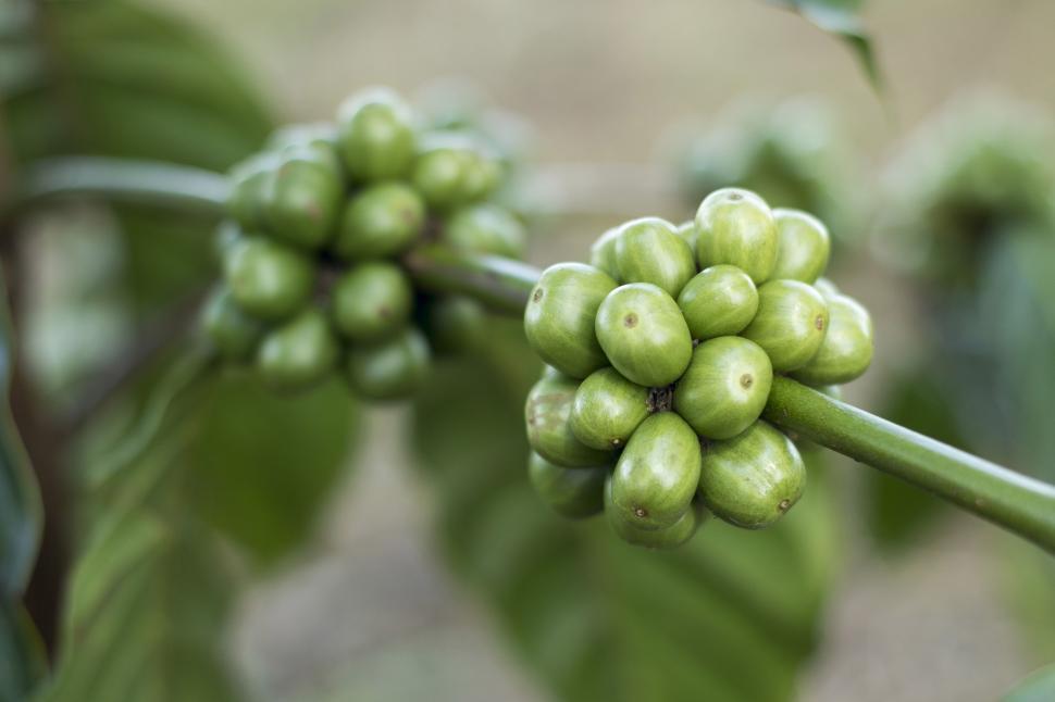 Free Image of Raw coffee beans on tree 