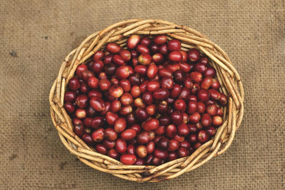 Free Image of Red Coffee Beans 