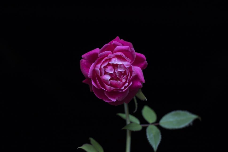 Free Image of Pink Rose with Green Leaves  